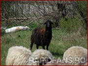 <<->> APASA pentru FOTO la dimensiunea mare <<->> <<->> 2007.04.14 Farul-RAPID (101) banel